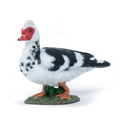 Figurine  Canard de Barbarie 10 mois et plus