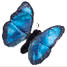 Marionnette à doigt - Papillon Morpho bleu